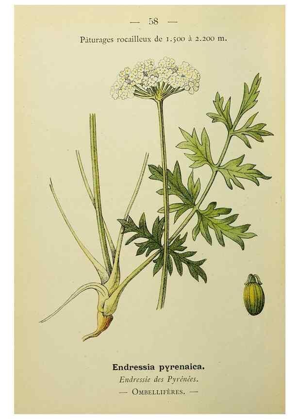 Reproducción/Reproduction 49345630497: Nouvelle flore coloriée de poche des Alpes et des Pyrénées.. Paris,Klincksieck,1906-1912.. 