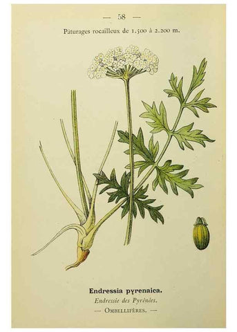 Reproducción/Reproduction 49345630497: Nouvelle flore coloriée de poche des Alpes et des Pyrénées.. Paris,Klincksieck,1906-1912.. 
