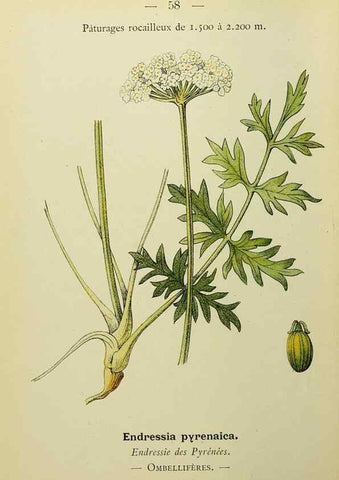 Reproducción/Reproduction 49345630497: Nouvelle flore coloriée de poche des Alpes et des Pyrénées.. Paris,Klincksieck,1906-1912.. 