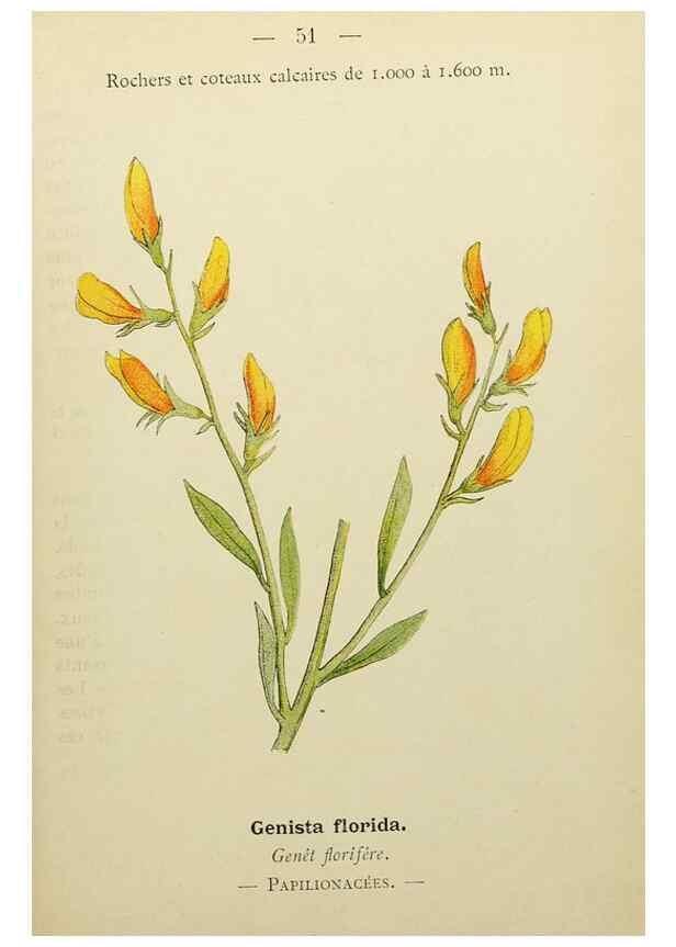 Reproducción/Reproduction 49345627657: Nouvelle flore coloriée de poche des Alpes et des Pyrénées.. Paris,Klincksieck,1906-1912.. 