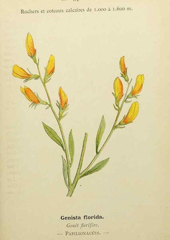 Reproducción/Reproduction 49345627657: Nouvelle flore coloriée de poche des Alpes et des Pyrénées.. Paris,Klincksieck,1906-1912.. 