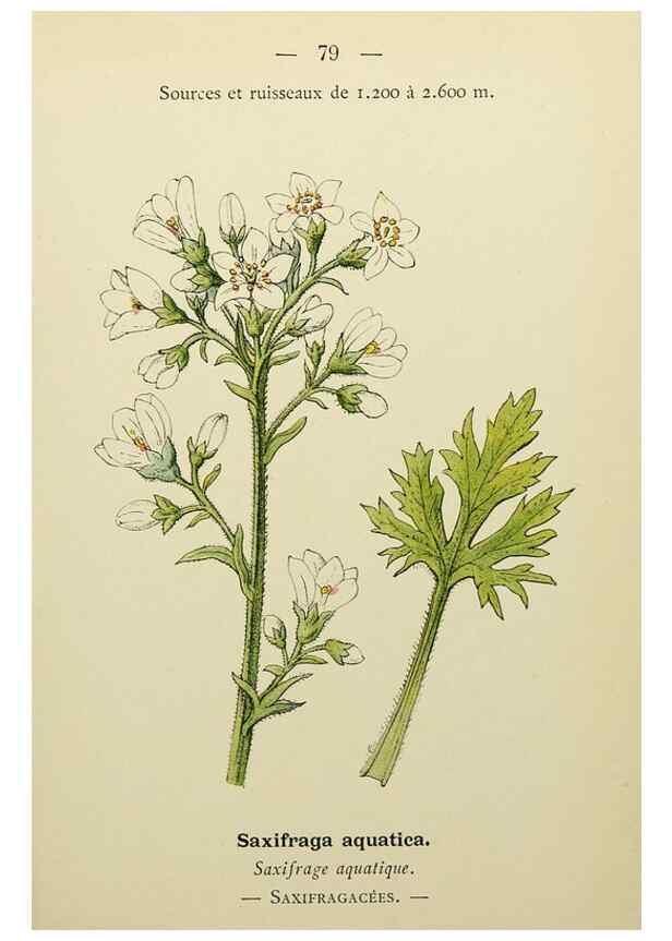 Reproducción/Reproduction 49345639282: Nouvelle flore coloriée de poche des Alpes et des Pyrénées.. Paris,Klincksieck,1906-1912.. 