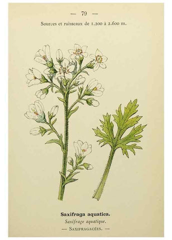 Reproducción/Reproduction 49345639282: Nouvelle flore coloriée de poche des Alpes et des Pyrénées.. Paris,Klincksieck,1906-1912.. 