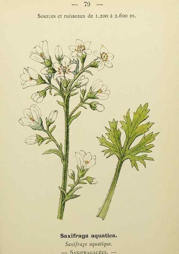 Reproducción/Reproduction 49345639282: Nouvelle flore coloriée de poche des Alpes et des Pyrénées.. Paris,Klincksieck,1906-1912.. 