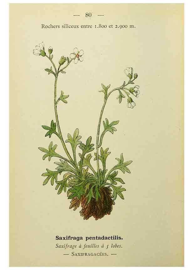 Reproducción/Reproduction 49344965588: Nouvelle flore coloriée de poche des Alpes et des Pyrénées.. Paris,Klincksieck,1906-1912.. 