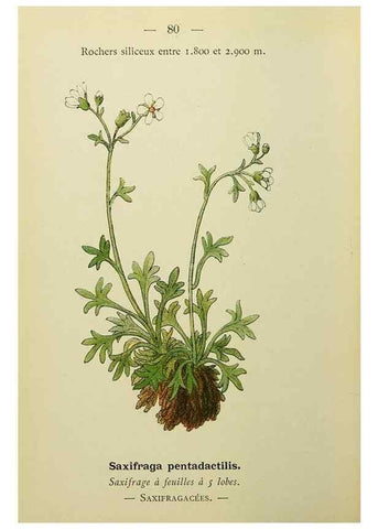 Reproducción/Reproduction 49344965588: Nouvelle flore coloriée de poche des Alpes et des Pyrénées.. Paris,Klincksieck,1906-1912.. 