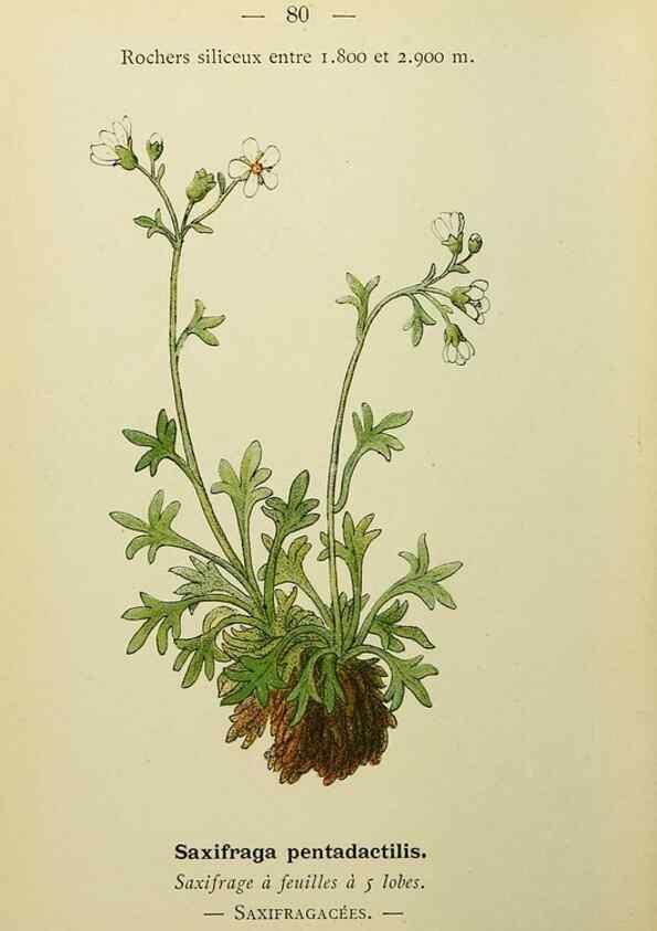 Reproducción/Reproduction 49344965588: Nouvelle flore coloriée de poche des Alpes et des Pyrénées.. Paris,Klincksieck,1906-1912.. 