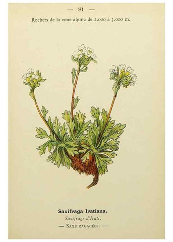 Reproducción/Reproduction 49344966063: Nouvelle flore coloriée de poche des Alpes et des Pyrénées.. Paris,Klincksieck,1906-1912.. 