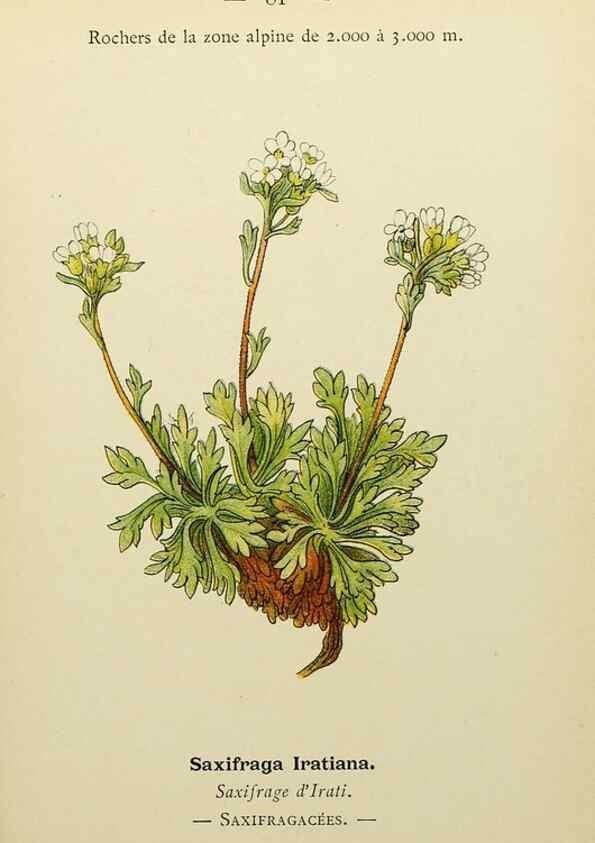 Reproducción/Reproduction 49344966063: Nouvelle flore coloriée de poche des Alpes et des Pyrénées.. Paris,Klincksieck,1906-1912.. 