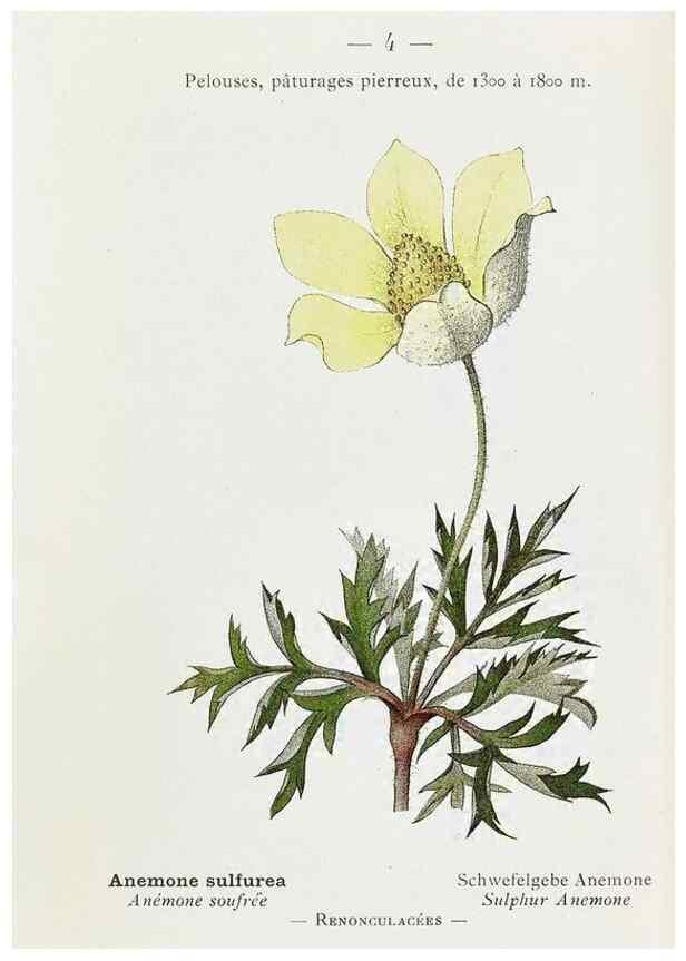 Reproducción/Reproduction 49345494956: Nouvelle flore coloriée de poche des Alpes et des Pyrénées.. Paris,Klincksieck,1906-1912.. 