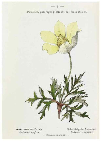 Reproducción/Reproduction 49345494956: Nouvelle flore coloriée de poche des Alpes et des Pyrénées.. Paris,Klincksieck,1906-1912.. 