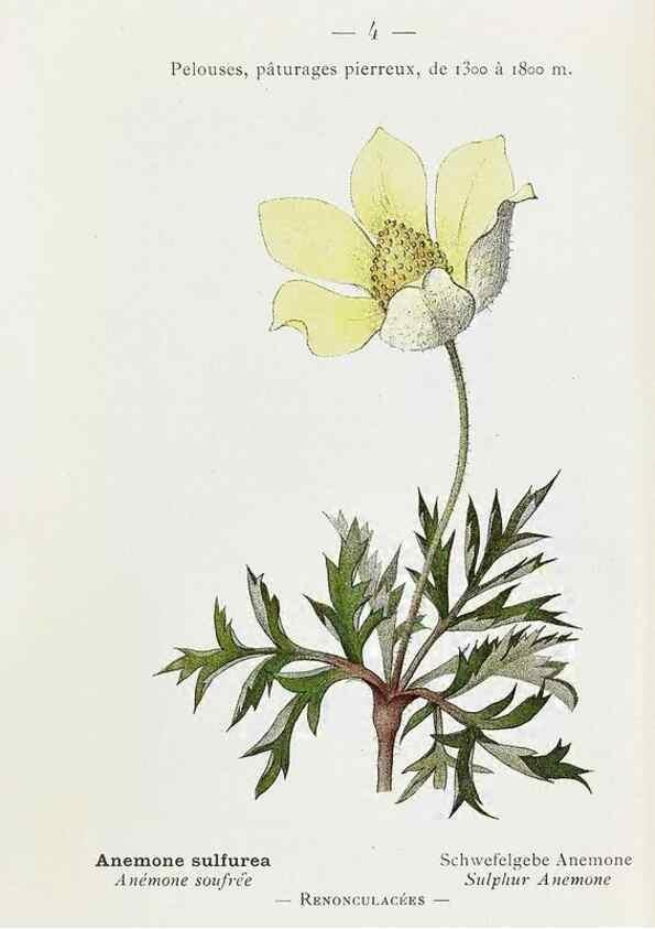 Reproducción/Reproduction 49345494956: Nouvelle flore coloriée de poche des Alpes et des Pyrénées.. Paris,Klincksieck,1906-1912.. 