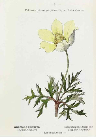 Reproducción/Reproduction 49345494956: Nouvelle flore coloriée de poche des Alpes et des Pyrénées.. Paris,Klincksieck,1906-1912.. 