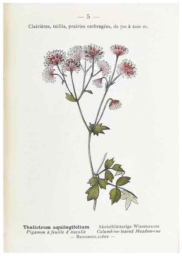Reproducción/Reproduction 49345495316: Nouvelle flore coloriée de poche des Alpes et des Pyrénées.. Paris,Klincksieck,1906-1912.. 
