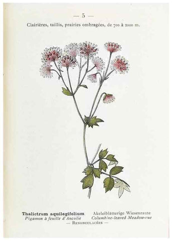 Reproducción/Reproduction 49345495316: Nouvelle flore coloriée de poche des Alpes et des Pyrénées.. Paris,Klincksieck,1906-1912.. 