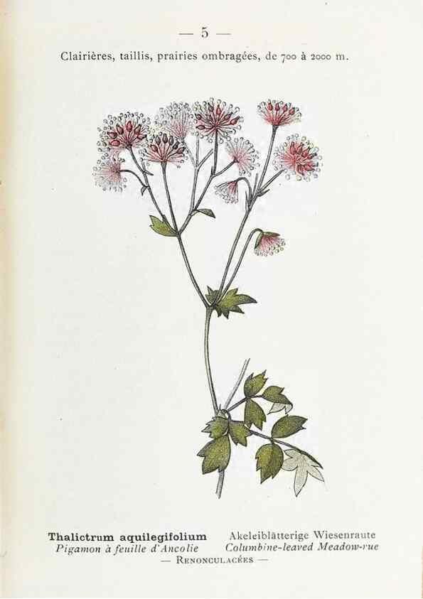 Reproducción/Reproduction 49345495316: Nouvelle flore coloriée de poche des Alpes et des Pyrénées.. Paris,Klincksieck,1906-1912.. 