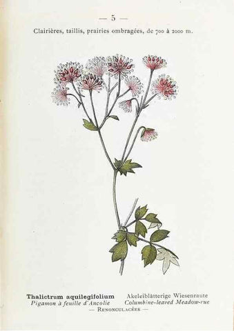 Reproducción/Reproduction 49345495316: Nouvelle flore coloriée de poche des Alpes et des Pyrénées.. Paris,Klincksieck,1906-1912.. 