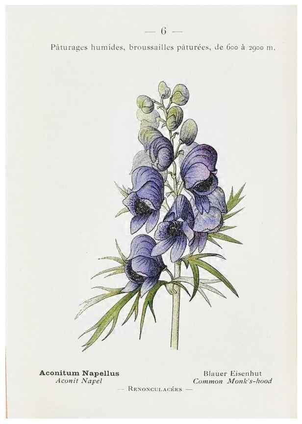 Reproducción/Reproduction 49345708172: Nouvelle flore coloriée de poche des Alpes et des Pyrénées.. Paris,Klincksieck,1906-1912.. 