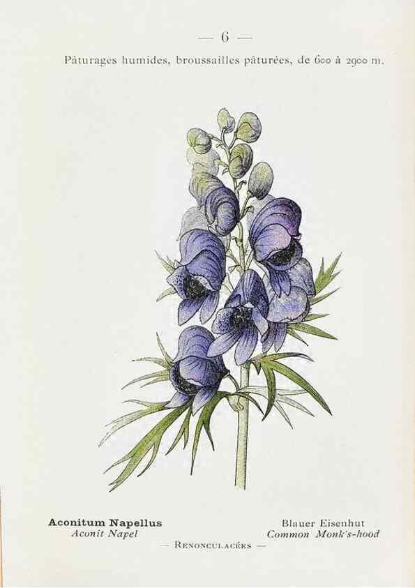 Reproducción/Reproduction 49345708172: Nouvelle flore coloriée de poche des Alpes et des Pyrénées.. Paris,Klincksieck,1906-1912.. 