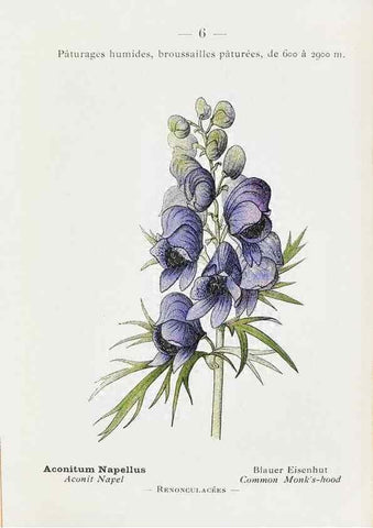 Reproducción/Reproduction 49345708172: Nouvelle flore coloriée de poche des Alpes et des Pyrénées.. Paris,Klincksieck,1906-1912.. 