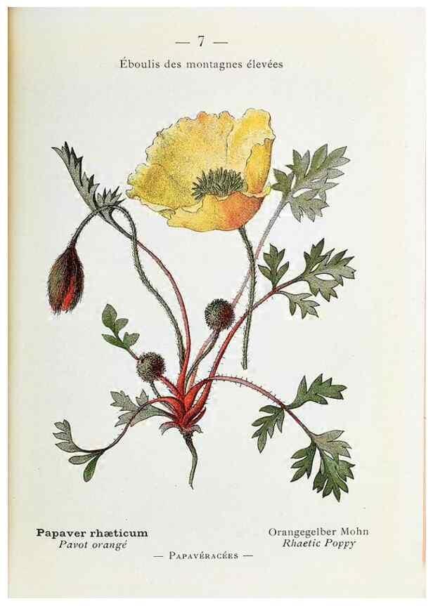 Reproducción/Reproduction 49345708632: Nouvelle flore coloriée de poche des Alpes et des Pyrénées.. Paris,Klincksieck,1906-1912.. 