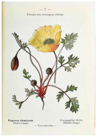 Reproducción/Reproduction 49345708632: Nouvelle flore coloriée de poche des Alpes et des Pyrénées.. Paris,Klincksieck,1906-1912.. 