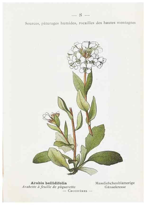 Reproducción/Reproduction 49345035718: Nouvelle flore coloriée de poche des Alpes et des Pyrénées.. Paris,Klincksieck,1906-1912.. 