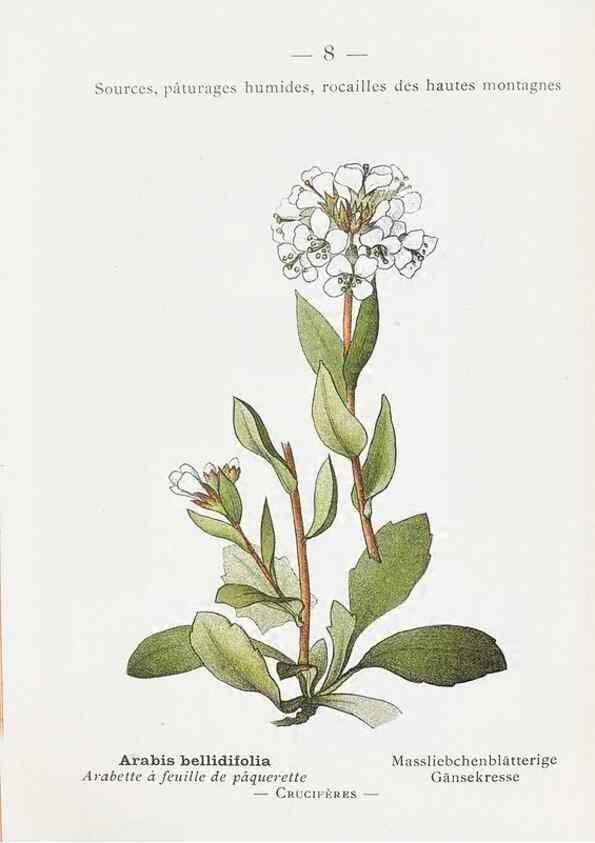 Reproducción/Reproduction 49345035718: Nouvelle flore coloriée de poche des Alpes et des Pyrénées.. Paris,Klincksieck,1906-1912.. 