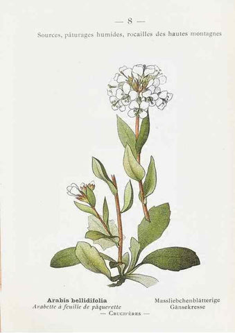 Reproducción/Reproduction 49345035718: Nouvelle flore coloriée de poche des Alpes et des Pyrénées.. Paris,Klincksieck,1906-1912.. 