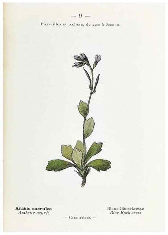 Reproducción/Reproduction 49345709402: Nouvelle flore coloriée de poche des Alpes et des Pyrénées.. Paris,Klincksieck,1906-1912.. 