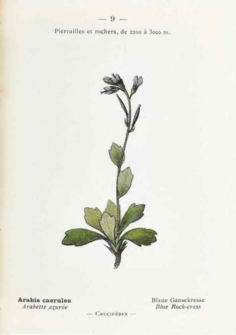 Reproducción/Reproduction 49345709402: Nouvelle flore coloriée de poche des Alpes et des Pyrénées.. Paris,Klincksieck,1906-1912.. 