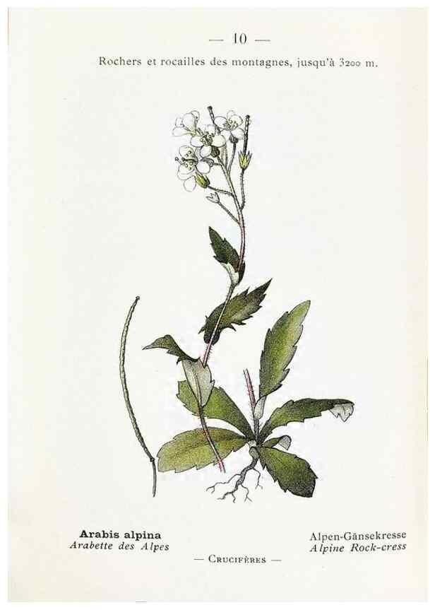 Reproducción/Reproduction 49345036533: Nouvelle flore coloriée de poche des Alpes et des Pyrénées.. Paris,Klincksieck,1906-1912.. 