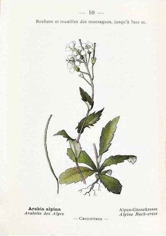 Reproducción/Reproduction 49345036533: Nouvelle flore coloriée de poche des Alpes et des Pyrénées.. Paris,Klincksieck,1906-1912.. 