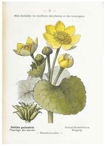 Reproducción/Reproduction 49345033888: Nouvelle flore coloriée de poche des Alpes et des Pyrénées.. Paris,Klincksieck,1906-1912.. 