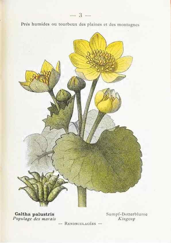 Reproducción/Reproduction 49345033888: Nouvelle flore coloriée de poche des Alpes et des Pyrénées.. Paris,Klincksieck,1906-1912.. 
