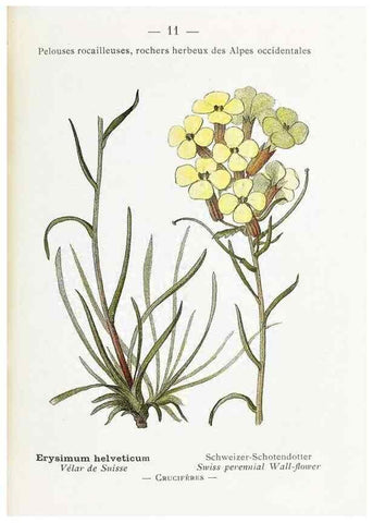 Reproducción/Reproduction 49345710347: Nouvelle flore coloriée de poche des Alpes et des Pyrénées.. Paris,Klincksieck,1906-1912.. 