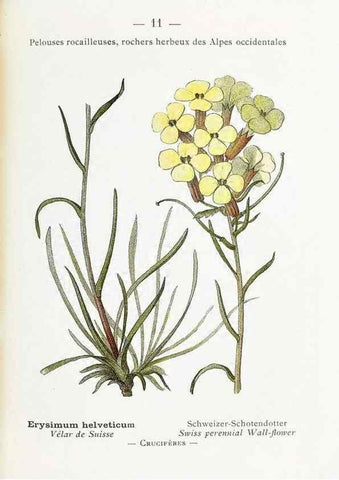 Reproducción/Reproduction 49345710347: Nouvelle flore coloriée de poche des Alpes et des Pyrénées.. Paris,Klincksieck,1906-1912.. 