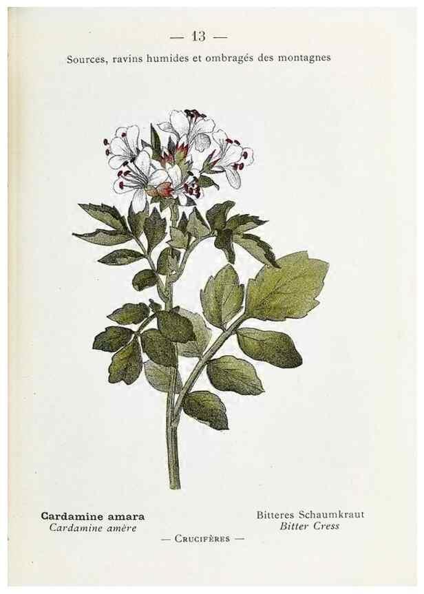 Reproducción/Reproduction 49345498596: Nouvelle flore coloriée de poche des Alpes et des Pyrénées.. Paris,Klincksieck,1906-1912.. 