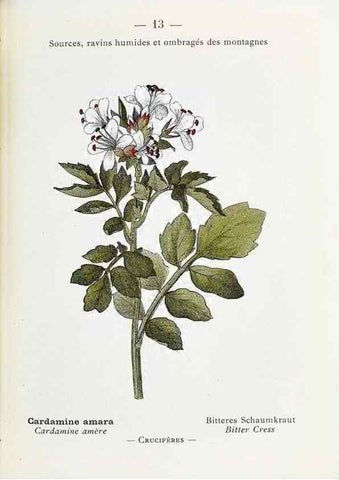 Reproducción/Reproduction 49345498596: Nouvelle flore coloriée de poche des Alpes et des Pyrénées.. Paris,Klincksieck,1906-1912.. 