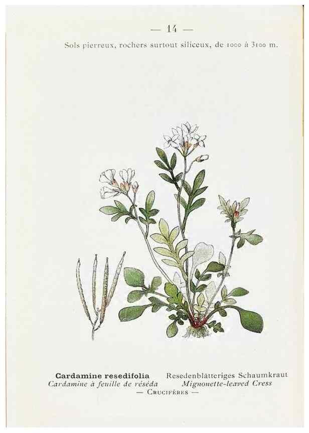Reproducción/Reproduction 49345711457: Nouvelle flore coloriée de poche des Alpes et des Pyrénées.. Paris,Klincksieck,1906-1912.. 