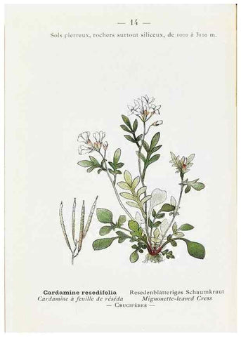 Reproducción/Reproduction 49345711457: Nouvelle flore coloriée de poche des Alpes et des Pyrénées.. Paris,Klincksieck,1906-1912.. 