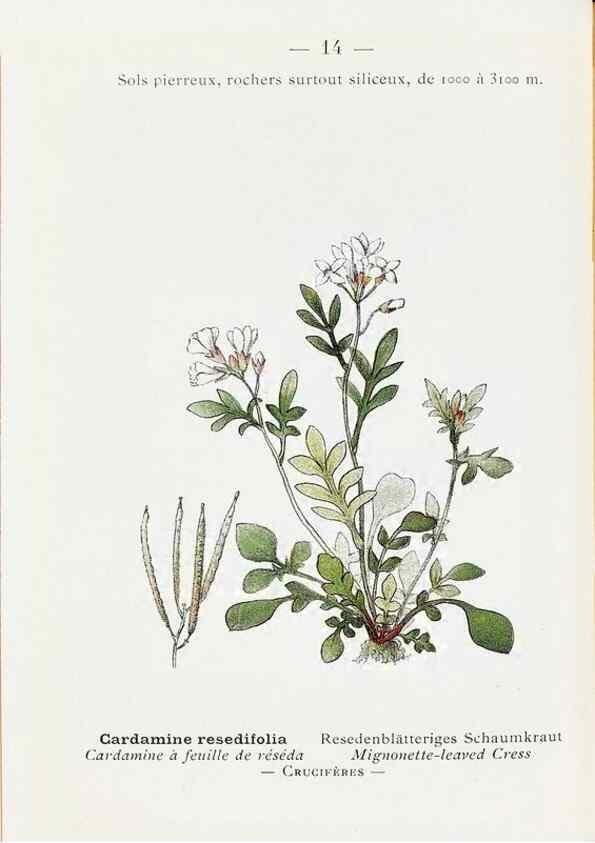 Reproducción/Reproduction 49345711457: Nouvelle flore coloriée de poche des Alpes et des Pyrénées.. Paris,Klincksieck,1906-1912.. 
