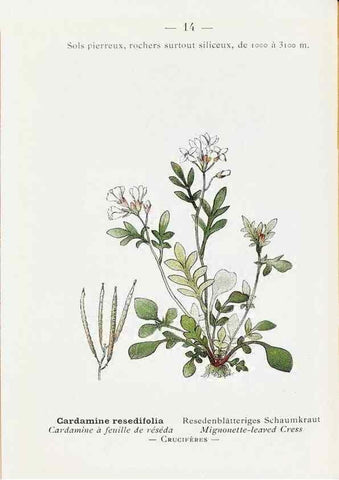 Reproducción/Reproduction 49345711457: Nouvelle flore coloriée de poche des Alpes et des Pyrénées.. Paris,Klincksieck,1906-1912.. 
