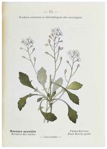 Reproducción/Reproduction 49345711887: Nouvelle flore coloriée de poche des Alpes et des Pyrénées.. Paris,Klincksieck,1906-1912.. 