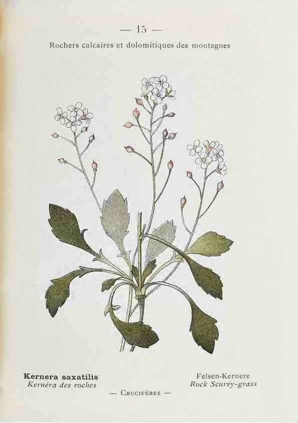 Reproducción/Reproduction 49345711887: Nouvelle flore coloriée de poche des Alpes et des Pyrénées.. Paris,Klincksieck,1906-1912.. 
