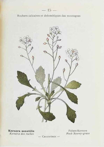 Reproducción/Reproduction 49345711887: Nouvelle flore coloriée de poche des Alpes et des Pyrénées.. Paris,Klincksieck,1906-1912.. 