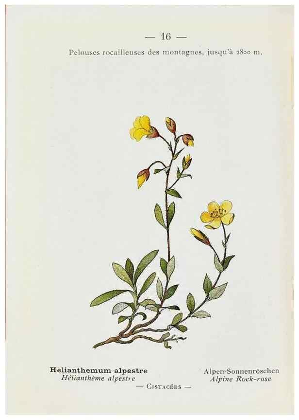 Reproducción/Reproduction 49345499816: Nouvelle flore coloriée de poche des Alpes et des Pyrénées.. Paris,Klincksieck,1906-1912.. 