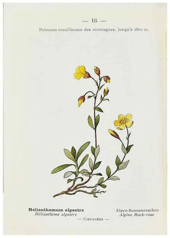 Reproducción/Reproduction 49345499816: Nouvelle flore coloriée de poche des Alpes et des Pyrénées.. Paris,Klincksieck,1906-1912.. 