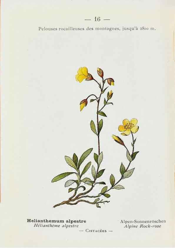 Reproducción/Reproduction 49345499816: Nouvelle flore coloriée de poche des Alpes et des Pyrénées.. Paris,Klincksieck,1906-1912.. 