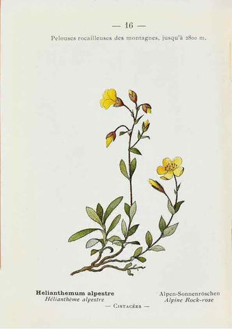 Reproducción/Reproduction 49345499816: Nouvelle flore coloriée de poche des Alpes et des Pyrénées.. Paris,Klincksieck,1906-1912.. 